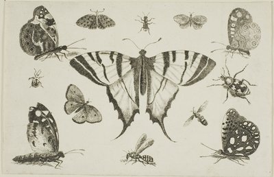 アゲハチョウとその他の12の昆虫 作： Wenceslaus Hollar
