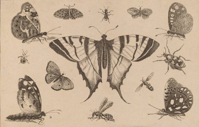アゲハチョウとその他の 12 の昆虫。 作： Wenceslaus Hollar