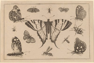 アゲハチョウとその他の12の昆虫 作： Wenceslaus Hollar