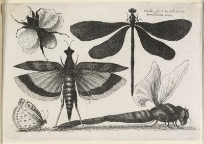 蝶のセット、12のうちの1つ、1646 作： Wenceslaus Hollar
