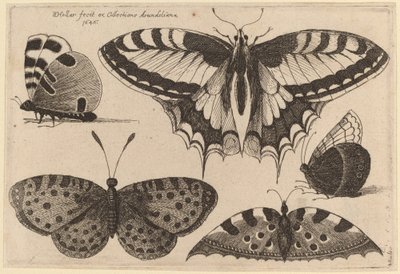 三匹の蝶と二匹の蛾 作： Wenceslaus Hollar