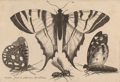 3匹の蝶と1匹のスズメバチ 1646年 作： Wenceslaus Hollar
