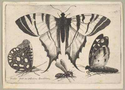 3つの蝶とハチ、1646年。 作： Wenceslaus Hollar