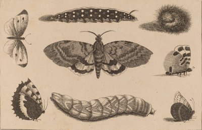 3匹の青虫、1匹の蛾、そして4匹の蝶。 作： Wenceslaus Hollar