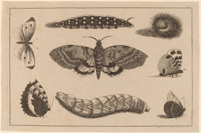 3匹の毛虫、1匹の蛾、4匹の蝶 作： Wenceslaus Hollar