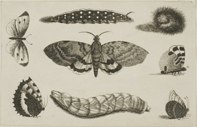 3匹の毛虫、1匹の蛾、4匹の蝶 作： Wenceslaus Hollar