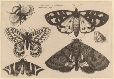 三匹の蛾、二匹の蝶、そして一匹のマルハナバチ 作： Wenceslaus Hollar