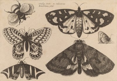 3匹の蛾、2匹の蝶、1匹のマルハナバチ 1646年 作： Wenceslaus Hollar
