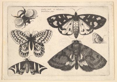 ガ3匹、蝶2匹、マルハナバチ1646年。 作： Wenceslaus Hollar