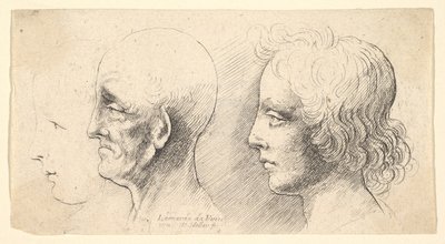 3つのプロファイルヘッド、1つはアウトラインのみ、1625-77。 作： Wenceslaus Hollar
