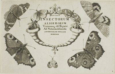 雑多な昆虫のタイトルページ 作： Wenceslaus Hollar