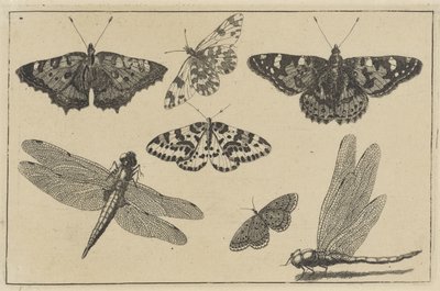2羽のトンボと5羽の蝶 いろいろな昆虫（連載タイトル） Diversae Insectorum (シリーズタイトル) 作： Wenceslaus Hollar