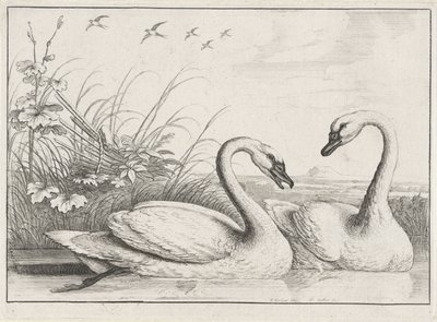 2羽の白鳥 多様な鳥類（シリーズタイトル） 別の鳥（シリーズタイトル） 作： Wenceslaus Hollar