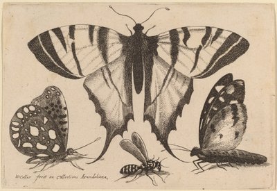 2 匹の蝶、1 匹のハチ、1 匹の蛾 作： Wenceslaus Hollar