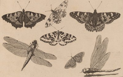 2匹のトンボと5匹の蝶。 作： Wenceslaus Hollar
