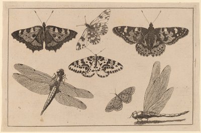 2羽のトンボと5羽の蝶 作： Wenceslaus Hollar