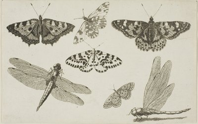 2羽のトンボと5羽の蝶 作： Wenceslaus Hollar
