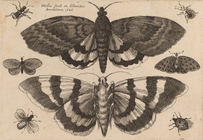 二匹の蛾と六匹の昆虫、1646年。 作： Wenceslaus Hollar
