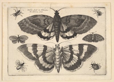 2匹の蛾と6匹の昆虫、1645。 作： Wenceslaus Hollar