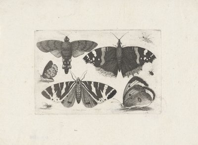蝶4匹、蛾1匹、カブトムシ2匹、ハエ1匹 作： Wenceslaus Hollar