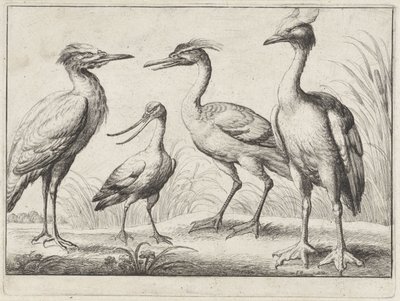 4 つのウェーダー 別の鳥（シリーズタイトル） 作： Wenceslaus Hollar