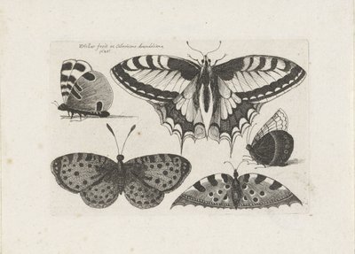 5匹の蝶 昆虫（連載タイトル） Muscarum Scarabeorum (シリーズタイトル) 作： Wenceslaus Hollar