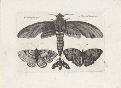 蝶と蛾 昆虫（連載タイトル） Muscarum Scarabeorum (シリーズタイトル) 作： Wenceslaus Hollar
