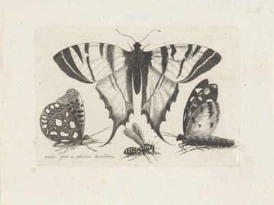 蝶とハチ 昆虫（連載タイトル） Muscarum Scarabeorum (シリーズタイトル) 作： Wenceslaus Hollar