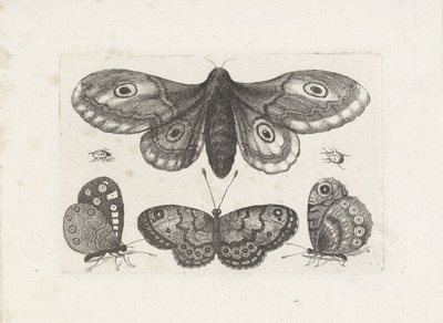 蝶、甲虫、蛾 昆虫（連載タイトル） Muscarum Scarabeorum (シリーズタイトル) 作： Wenceslaus Hollar