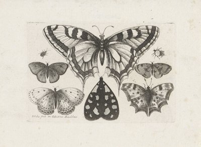 蝶、甲虫、蛾 昆虫（連載タイトル） Muscarum Scarabeorum (シリーズタイトル) 作： Wenceslaus Hollar
