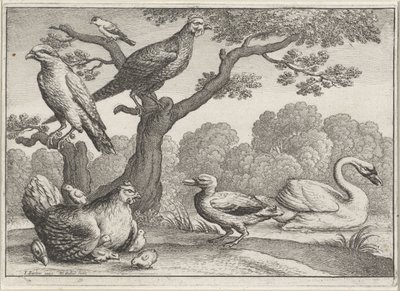 白鳥、鶏とひよこ、その他の鳥 別の鳥（シリーズタイトル） 作： Wenceslaus Hollar