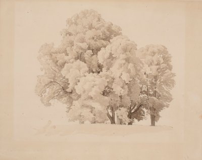 葉の木グループ 作： Werner Holmberg