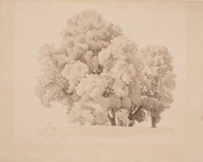 葉の木グループ 作： Werner Holmberg