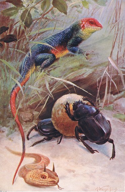 ガマ、ツノバイパー、神聖なカブトムシ、世界の野生生物、1910年頃のイラスト 作： Wilhelm Kuhnert
