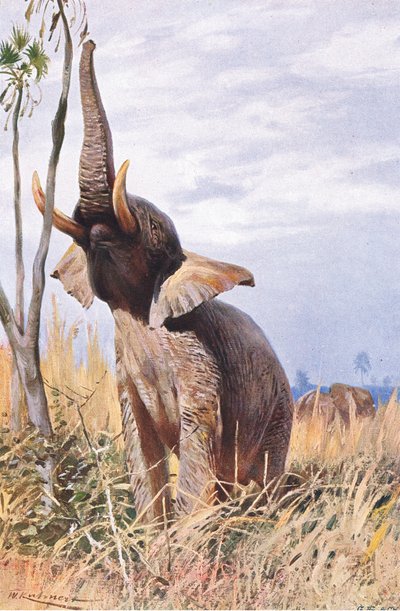 アフリカゾウ、イラスト、世界の野生生物、1910年頃 作： Wilhelm Kuhnert