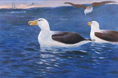 アルバトロス、世界の野生生物、1910年頃のイラスト 作： Wilhelm Kuhnert