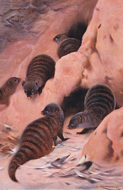 バンドマングース、イラスト、世界の野生生物、1910年頃 作： Wilhelm Kuhnert