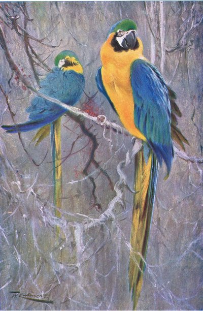 青と黄色のコンゴウインコ、ワイルドライフオブザワールドフレデリックウォーン＆Co、1900年頃発行 作： Wilhelm Kuhnert
