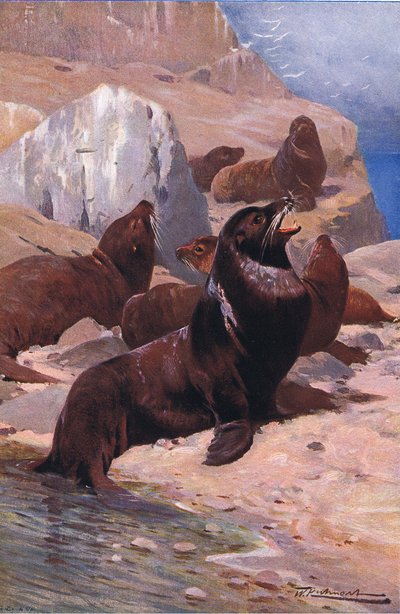 カリフォルニアのアシカ、ワイルドライフオブザワールドのフレデリックワーン＆Coが発行、1900年頃 作： Wilhelm Kuhnert