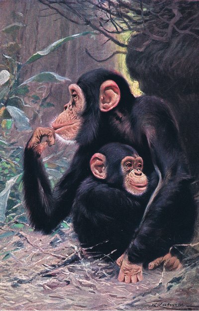 チンパンジー、世界の野生生物、1910年頃のイラスト 作： Wilhelm Kuhnert