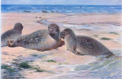 コモンシール、世界の野生生物から、フレデリックウォーン＆Co、1900年頃発行 作： Wilhelm Kuhnert