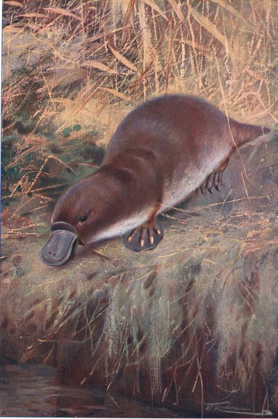 ダックビル、イラスト、世界の野生生物、1910年頃 作： Wilhelm Kuhnert