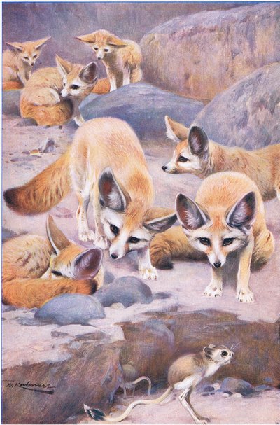 Fennec and Jerboa、illustration from the Wildlife of the World、c.1910 作： Wilhelm Kuhnert