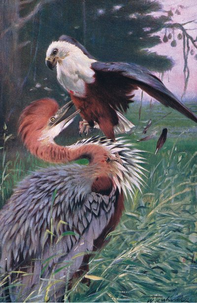 ジャイアントヘロンとシーイーグルのイラスト、世界の野生生物、1910年頃 作： Wilhelm Kuhnert