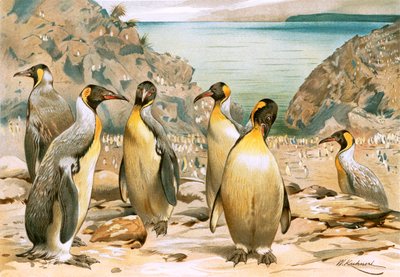ジャイアントペンギン 作： Wilhelm Kuhnert
