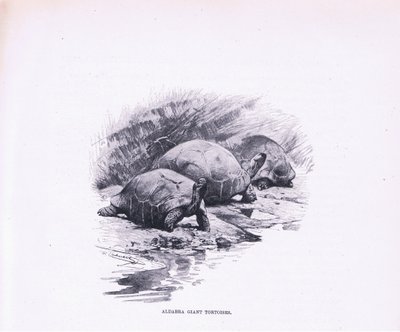巨大なカメ、イラスト、世界の野生生物、1910年頃 作： Wilhelm Kuhnert