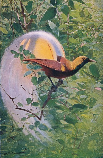 グレートバードオブパラダイス、イラスト、ワイルドライフオブザワールド、1910年頃 作： Wilhelm Kuhnert