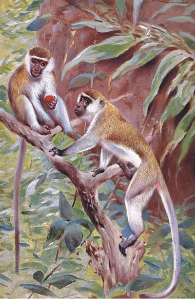 緑の猿、イラスト、世界の野生生物、1910年頃 作： Wilhelm Kuhnert