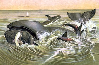 グリーンランド・クジラ 作： Wilhelm Kuhnert