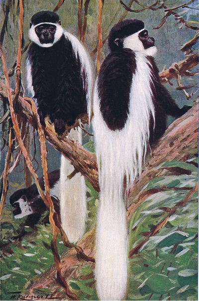 ゲレザ、世界の野生生物、1910年頃のイラスト 作： Wilhelm Kuhnert